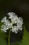 White baneberry <BR>Doll's eyes